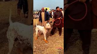 pakistani bully dog fight2023 pakistani bully vs pitbull fight real shorts dogfight pitbullvlogtv [upl. by Enelegna981]