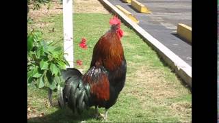 Rooster Good Morning Wake Up Call  George Town Cayman Islands [upl. by Wilone]