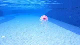 Jellyfish in my Swimming Pool [upl. by Zwiebel]