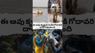 cow crosses the Godavari to the temple of Krishnashortsfeed hanumangod avtelugutalks [upl. by Rouvin]