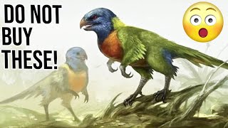 10 Reasons why you should not buy Rainbow Lorikeet Parrots [upl. by Orodisi59]