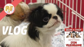 Les chiots les plus mignons 😍  VLOG salon du chiot [upl. by Esiuol]