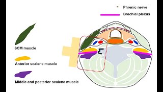 KORNeck anatomy6phrenic nerve [upl. by Lengel]