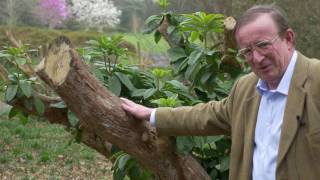 Pruning Rhododendron  Burncoose Nurseries [upl. by Lyns]