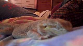 My bearded dragon sleeping on me [upl. by Notsirhc717]