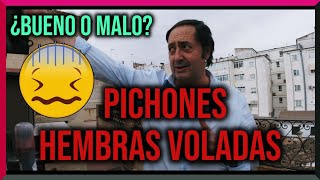 PICHONES 🕊️🕊️🕊️ ¿Mucha hembra o poca 😵‍💫 [upl. by Atilef]