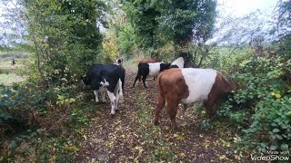 A quiet lane move outwintering cattle early in Ireland regenerativefarm shorthorn [upl. by Stephine]