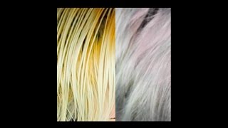 YELLOW TO SILVERGREY HAIR  Madison Frances [upl. by Gaylene]