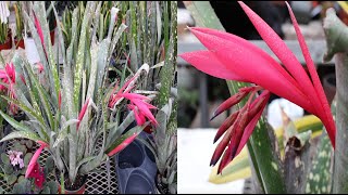 Bromeliad Care and Bloom Guide [upl. by Dopp]