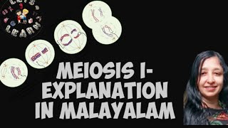 4 Meiosis I explanation in malayalam with notes [upl. by Lienaj]