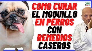 ¿CÓMO CURAR EL MOQUILLO EN PERROS CON REMEDIOS CASEROS ADULTOS Y CACHORROS [upl. by Ispep]