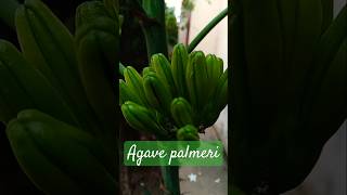 Agave palmeri cactus rare youtubeshorts nature trending succulant viralshorts [upl. by Stanton]