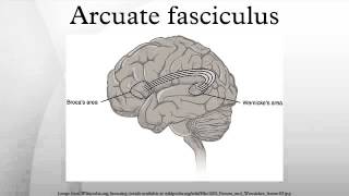 Arcuate fasciculus [upl. by Pedro]