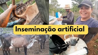 COMO FAZER INSEMINAÇÃO ARTIFICIAL na VACA🐄 ajudei o meu esposoVidanarocaoficialcomuziel [upl. by Maze438]