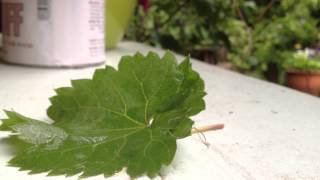 Seattle Horsehair worm Gordiid 6 23 2012 [upl. by Aerdnael]