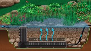 Wetland Filtration for Pond Health [upl. by Annay]