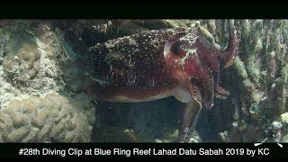 Blue Ring Reef Blue Hole Lahad Datu Sabah Malaysia 2019 [upl. by Lannie784]