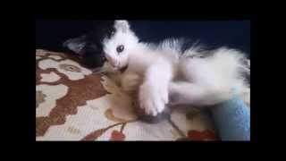 Rescued and Injured Feral Kitten Grows Up  TIME LAPSE [upl. by Udele]