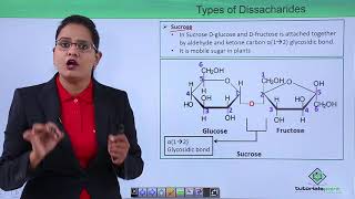 Biomolecules  Oligosaccharides [upl. by Thorvald]