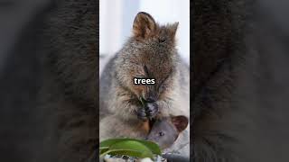 5 Fun Facts About Quokkas animals nature australia nature smile [upl. by Siloam]