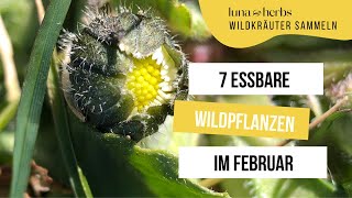 Diese 7 essbare Wildpflanzen kannst du im Februar sammeln [upl. by Vedi77]