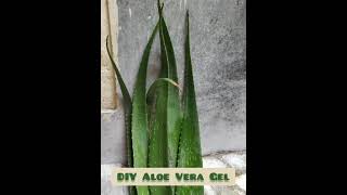 Preserve Aloe Vera Gel at Home [upl. by Ecneralc]