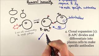 AS Biology  Humoral immunity OCR A Chapter 126 [upl. by Eimyaj]