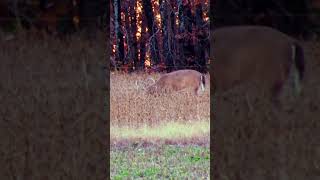 Chase White tags a nice Missouri Buck [upl. by Mussman474]