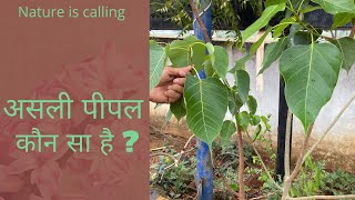 How to identify peepal tree 🌳 [upl. by Aretak]