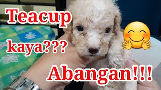 Toy Poodle Puppies Teacup kaya [upl. by Masera]