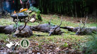 Jagd auf Sikawild im Arnsberger Wald – Die ersten 5 Minuten Hunt on Demand Trailer [upl. by Htebsil]