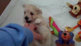 Maltese  Pomeranian  Poodle Puppies 4 Weeks old [upl. by Lotti381]