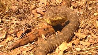 Massive Puff Adder captured 17 August 2018 [upl. by Humfried]