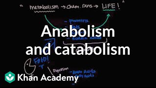 Overview of metabolism Anabolism and catabolism  Biomolecules  MCAT  Khan Academy [upl. by Eikcim]