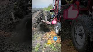 Orchard Variety Replacement  Tree Root Removal [upl. by Vlada]