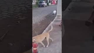 Unbelievable Abandoned Dogs love for his homeless owner adopteddog helpdogrescues doglover [upl. by Jenne]