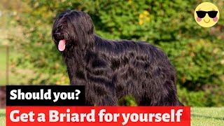 Briard  Should You Get Yourself This Amazing Breed [upl. by Aeslehs]