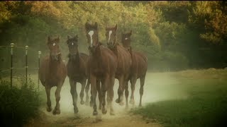 Paradise Arabians Breeders of Straight Egyptian Arabian Horses [upl. by Moorish654]