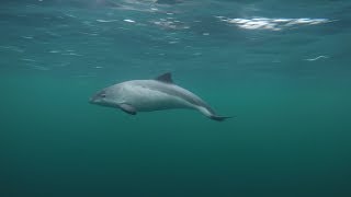 Curious Harbour Porpoises filmed with a polecam [upl. by Styles]