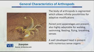 General Characteristics of Arthropod  Biodiversity amp EvolutionII  BT201Topic043 [upl. by Hgielanna]