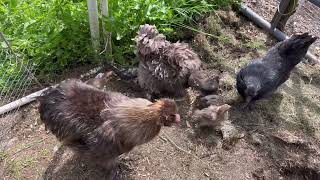 Silkie Chicks 2 12 Weeks Gardening [upl. by Bevin569]