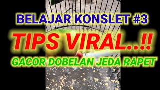 TIPS TRIK SEPUTAR LOVEBIRD  BELAJAR LOVEBIRD KONSLET JANTAN PART 3 NGEKEK GACOR DOBELAN JEDA RAPET [upl. by Hanah351]