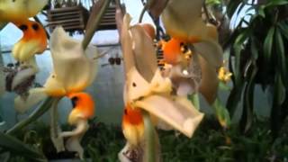 OrchidWeb  Stanhopea embreei [upl. by Axela752]