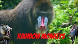 Im a Primate Expert and Mandrills Are the Most COLORFUL Monkeys [upl. by Cinom]