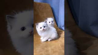 Cute cats 😻sweet kittten cuteanimal cat cutepet kittypets cute funny [upl. by Haney]