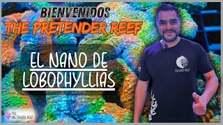 Mi nano reef lleno de Lobophyllia [upl. by Henderson87]