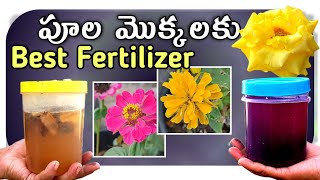 Cheap amp Best fertilizer for flowering plants  Homemade fertilizer for plants [upl. by Kemp146]