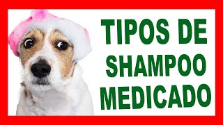 TIPOS de SHAMPOO MEDICADO para Perros [upl. by Iruam360]