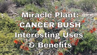 Interesting CANCER BUSH Benefits and Uses Sutherlandia Frutescens  Montevue Nature Farm [upl. by Nodnyl]