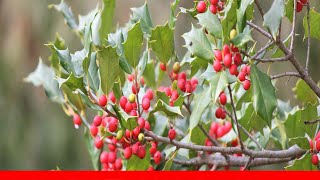 18 Species Of Holly Plants 🛋️ [upl. by Fariss]